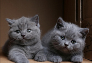 Поступление линейки Ковриков для компьютерной мыши Perfeo. Поступление линейки Ковриков для компьютерной мыши Perfeo.